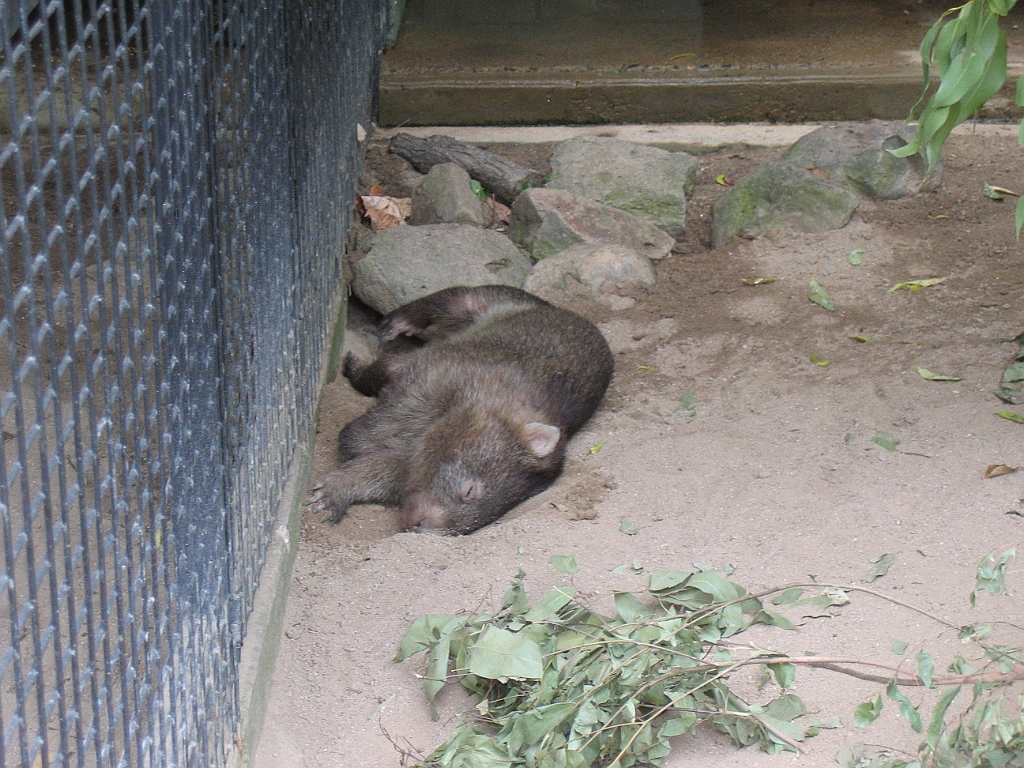 CairnsTC206 Cairns Tropical Zoo.jpg